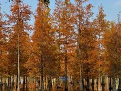 -白鹭湾湿地公园