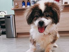 -严国平动物医院(德政总院)