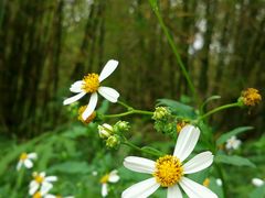 android_upload_pic-广东茂名森林公园