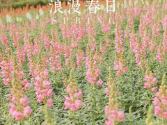 -天适樱花悠乐园