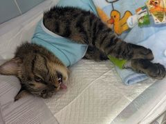 -纳吉亚猫专科动物医院·北北分院