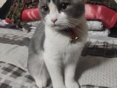 -爱侣宠医·鹦鹉专科·小型哺乳类·异宠专科(灵石路店)