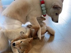 -南京Hallo宠物乐园·哈罗犬舍·柴犬繁育基地