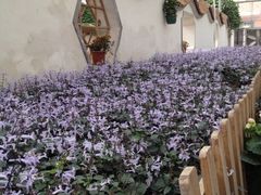 iphone_upload_pic-上海都市菜园