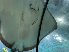 -苏州海洋馆