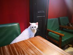 -猫色咖啡·猫咖
