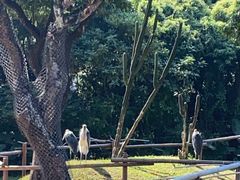 -深圳野生动物园