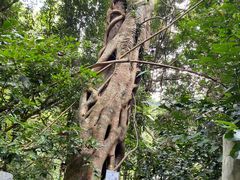-海南热带雨林国家公园吊罗山景区