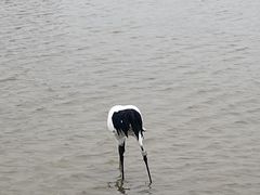 -盐城丹顶鹤湿地生态旅游区