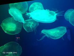 -成都浩海立方海洋公园