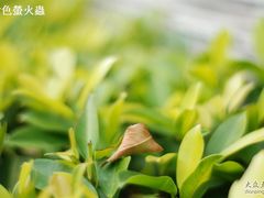 -三亚亚龙湾铂尔曼别墅度假酒店