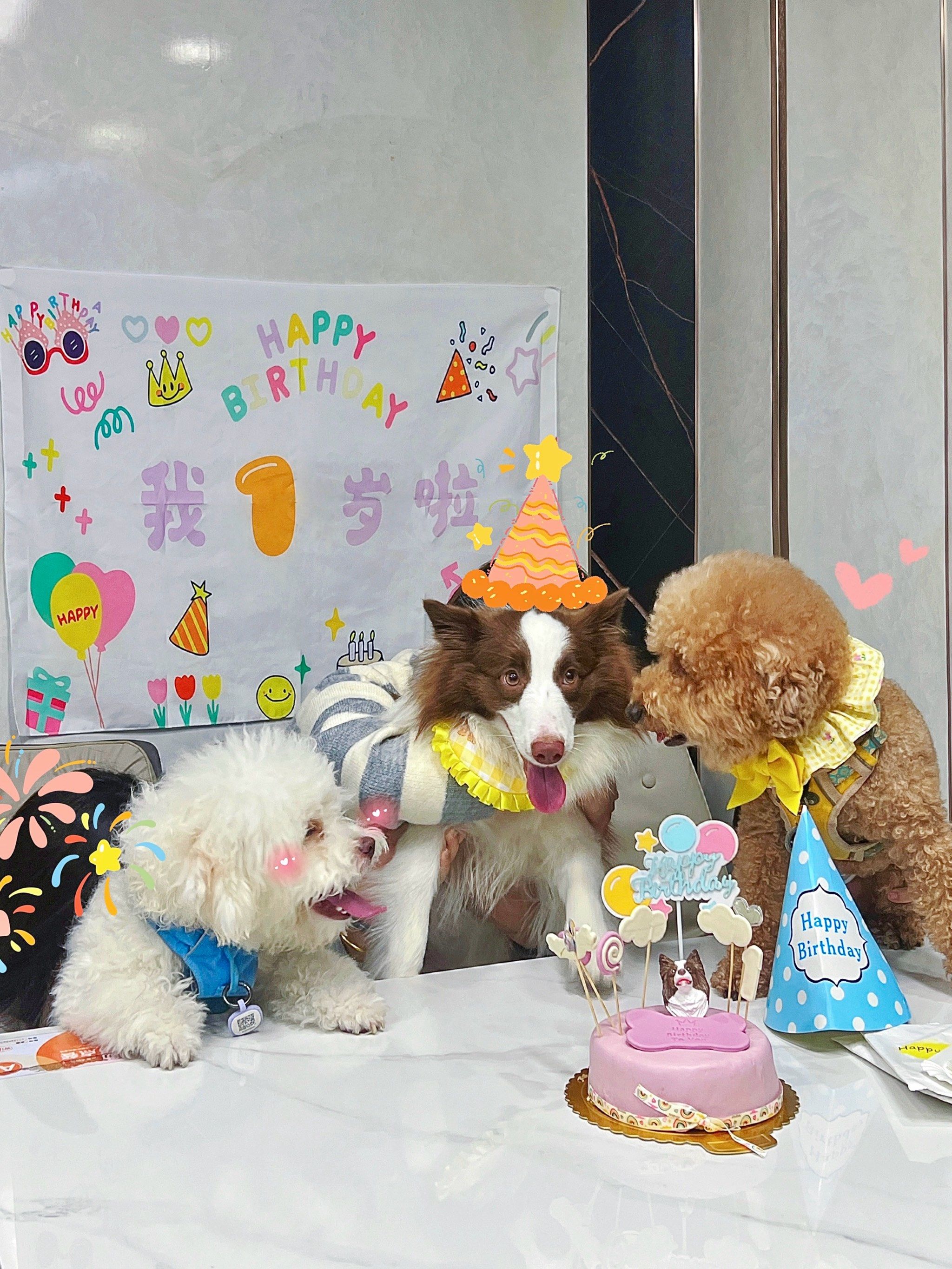 狗狗的快乐生日time