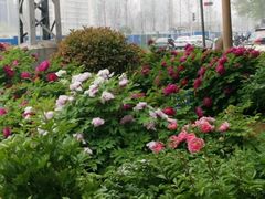 -洛阳市牡丹公园