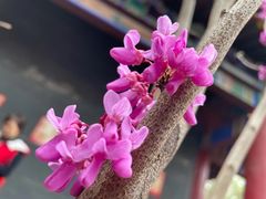 -碑林公园