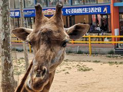 -西霞口神雕山野生动物世界