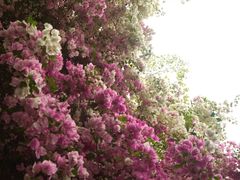 -深圳国际园林花卉博览园