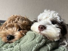 -帕帕拉兹宠物(亚洲旗舰店)