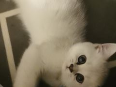 -糯米喵星人总部直营旗舰店·猫舍·幼猫出售