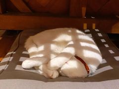 -懒鱼时光馆(沙坪坝店)