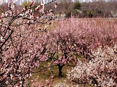 -苏州上方山国家森林公园