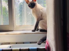 -瑞鹏宠物医院·骨科·猫科·内科(第一中心)