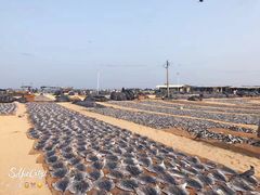 -尼甘布海鲜市场