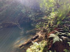 -怀托摩萤火虫洞