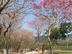 -天适樱花悠乐园