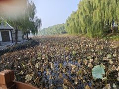 -白洋淀景区