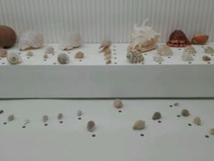 -青岛贝壳博物馆
