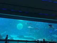 -海合安成都极地海洋公园