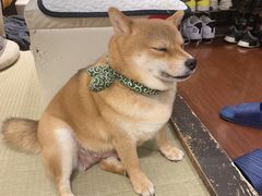 -逗柴咖啡屋·狗咖猫咖宠物桌游
