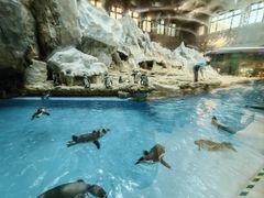 -帝企鹅自助餐厅•儿童岛•真企鹅(长隆企鹅酒店)