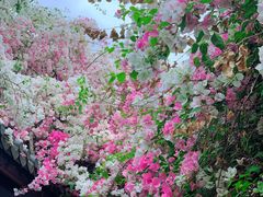 -深圳国际园林花卉博览园