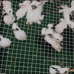 -萌宠亲子动物乐园(槐房万达店)