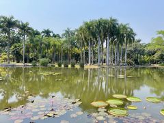 景点-中国科学院西双版纳热带植物园