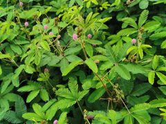-广西壮族自治区药用植物园