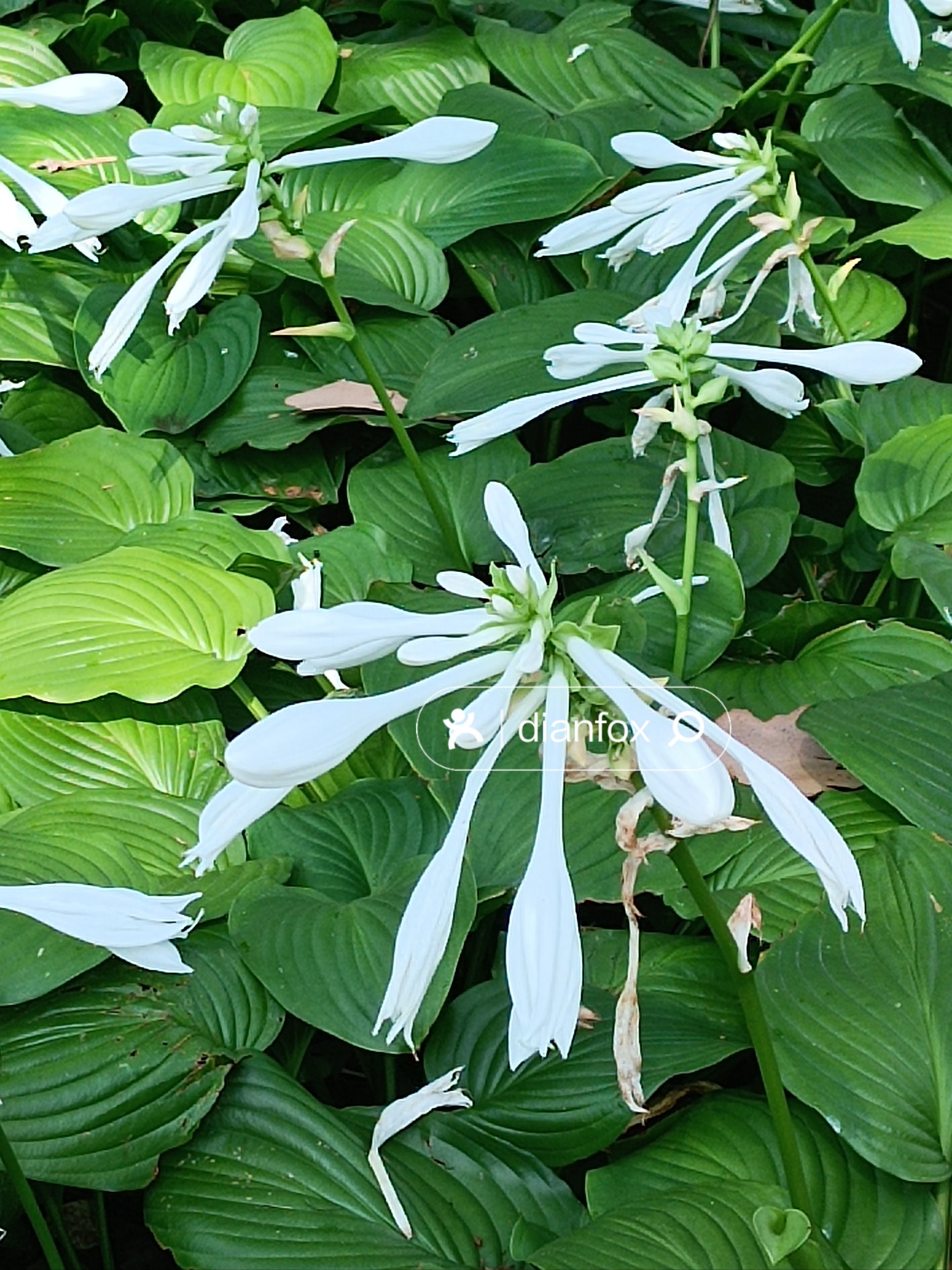 中山公园夏末早秋玉簪花素雅开放