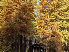 -溱湖国家湿地公园