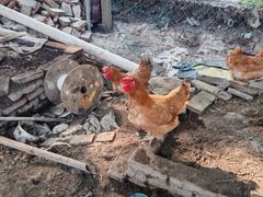 -马陆小张葡萄园农家乐