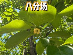 -八分场凉皮老店(正宗)