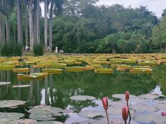 -中国科学院西双版纳热带植物园