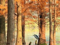 -白鹭湾湿地公园