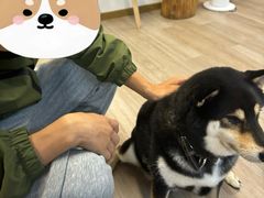 -柴迷FANS CLUB·柴犬狗咖·猫咖