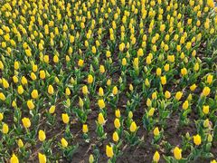 -大宁郁金香公园-停车场