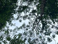 -火炉山森林公园