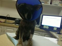 -安安宠医·安宠宠物医院