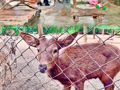 -海南热带野生动植物园