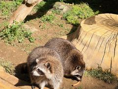 -大连森林动物园