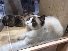 -屋虎猫馆(宝安大仟里店)